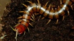 Hogyan lehet megszabadulni a házban lévő ügynököktől